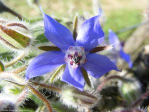 fleur de Bourrache, couvert végétal - Chambre d'agriculture Haute-Marne