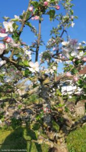 Fleurs de pommier - Jeunes Agriculteurs Haute-Marne
