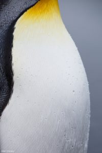 Montier Photo Festival