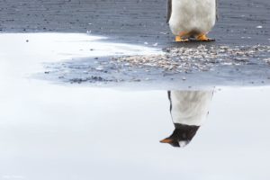 Montier Photo Festival