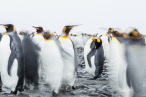 Montier Photo Festival