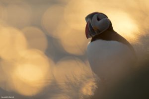 Montier Photo Festival