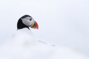 Montier Photo Festival