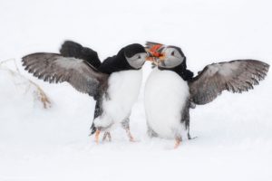 Montier Photo Festival