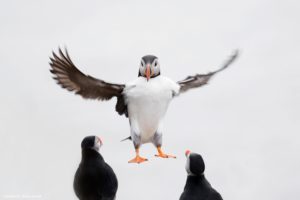 Montier Photo Festival