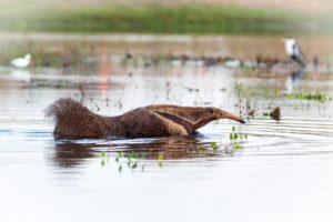 Montier Photo Festival