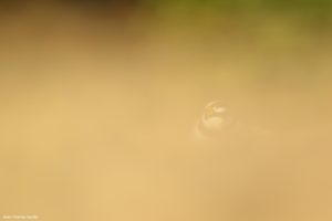 Montier Photo Festival