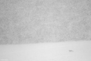 Montier Photo Festival