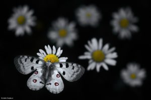 Montier Photo Festival