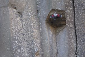 Montier Photo Festival