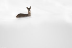 Montier Photo Festival