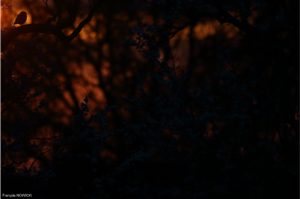 Montier Photo Festival