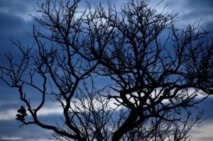 Montier Photo Festival