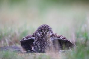 Montier Photo Festival