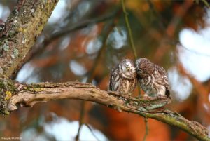 Montier Photo Festival