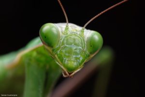 Montier Photo Festival