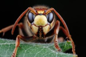 Montier Photo Festival