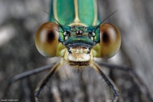 Montier Photo Festival