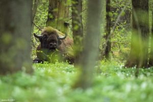 Bison d'Europe dans la forêt de Białowieżą - Jessica BUCZEK