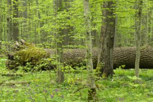 Forêt de Białowieżą, châblis d'un chêne séculaire - Jessica BUCZEK