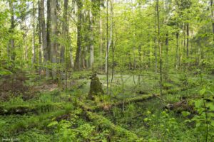 Parc National de Białowieżą, żonę humide dans Ła Réserve stricte - Jessica BUCZEK
