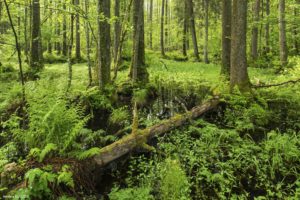 Forêt de Białowieżą, Ła vie déploie son exubérance dans une aulnaie - Jessica BUCZEK