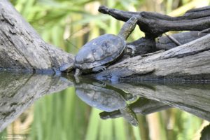 Montier Photo Festival