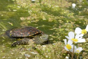 Montier Photo Festival