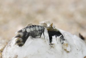 Montier Photo Festival