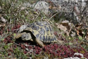 Montier Photo Festival