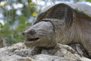 Montier Photo Festival