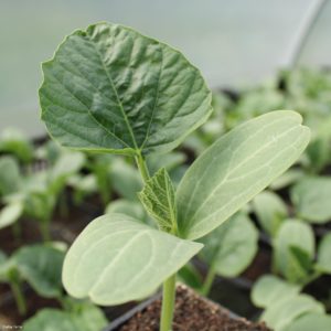 Montier Photo Festival