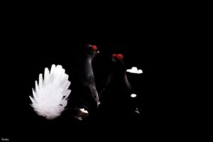 Montier Photo Festival