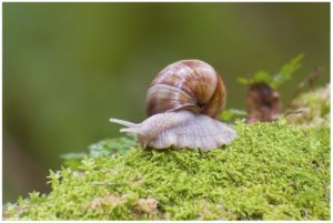 Montier Photo Festival