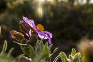 Montier Photo Festival