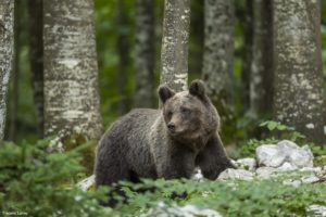 Montier Photo Festival