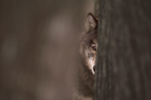 Montier Photo Festival