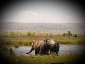 Eva et Lhamo, elephantes rescapees de l'industrie du tourisme au Nepal - su4e