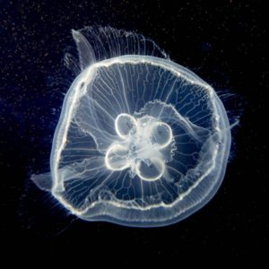 Méduse Semaeostomeae - BLANDEAU Jean-Marie