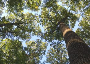 Forêts françaises - Canopée