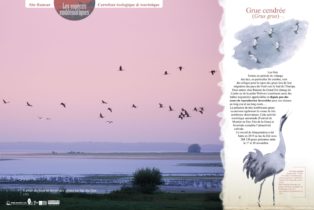 Ramsar Etangs de la Champagne humide 2 - S. Hette, P Bourguignon et J. Chevallier