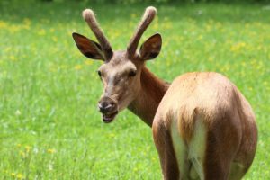Montier Photo Festival