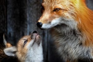Montier Photo Festival