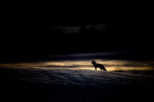 Montier Photo Festival