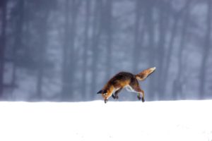 Montier Photo Festival