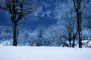 Montier Photo Festival