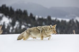 Montier Photo Festival