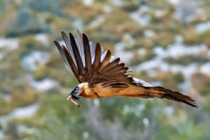 Montier Photo Festival