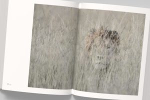 Vincent Munier, la monographie - Kobalann