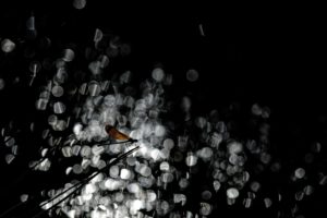 Montier Photo Festival